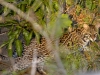 458 Ocelot.jpg
